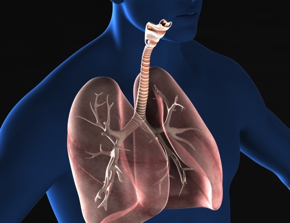 痰を出す肺と気管